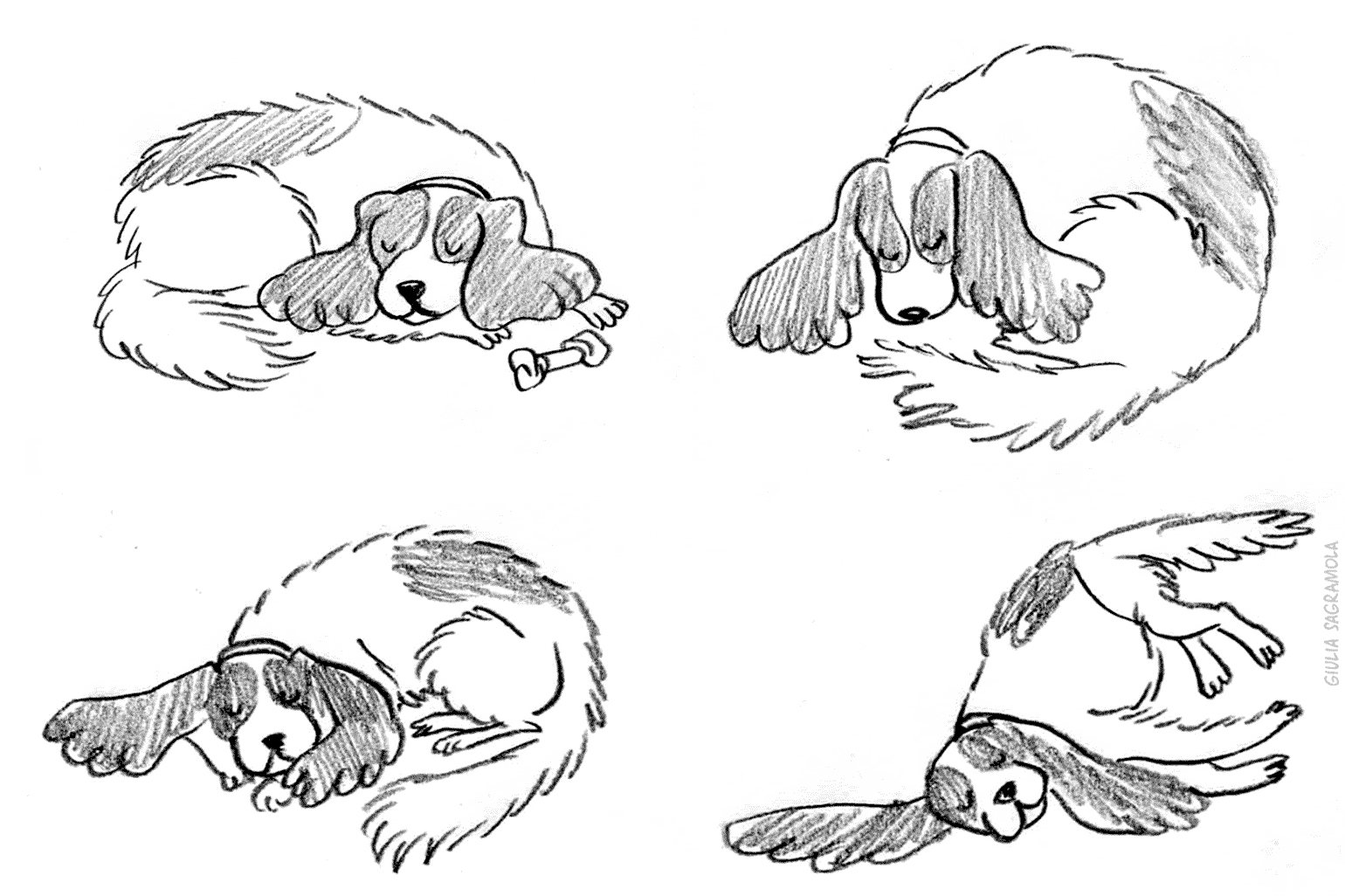 barkers_spaniel_sleeping_sketch1540px